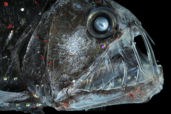 Close-up of a deep-sea fish with translucent skin and sharp teeth in an unexpected ocean photo.