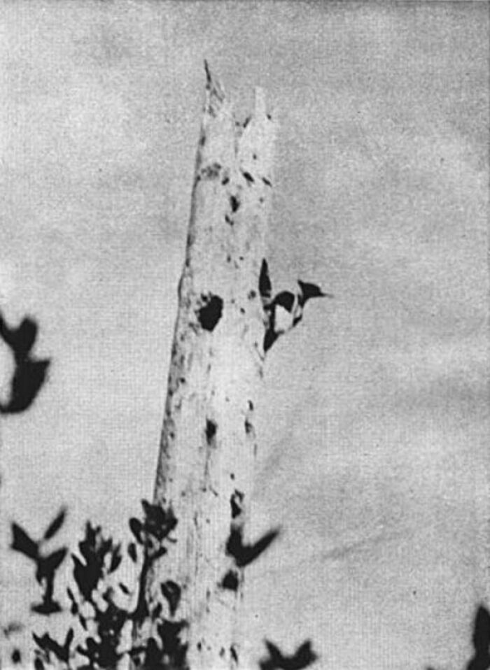Ivory-Billed Woodpecker