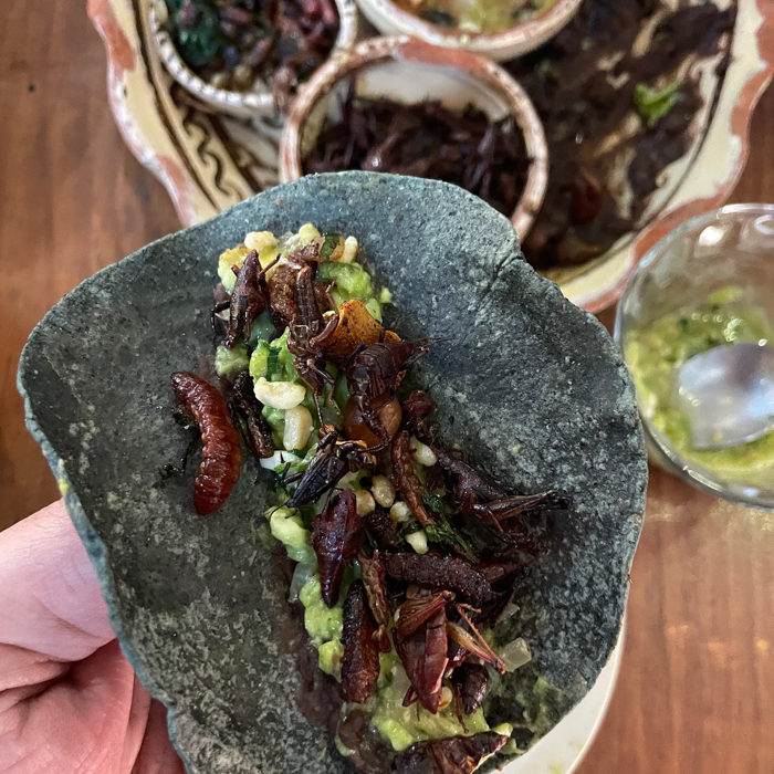 Hand holding a stone tortilla topped with guacamole and fried chapulines (grasshoppers) and corn, fun facts about Mexico