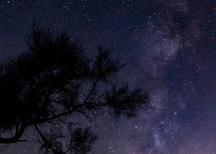Night sky filled with stars and silhouetted tree branches, evoking a sense of wacky stories and wonder.