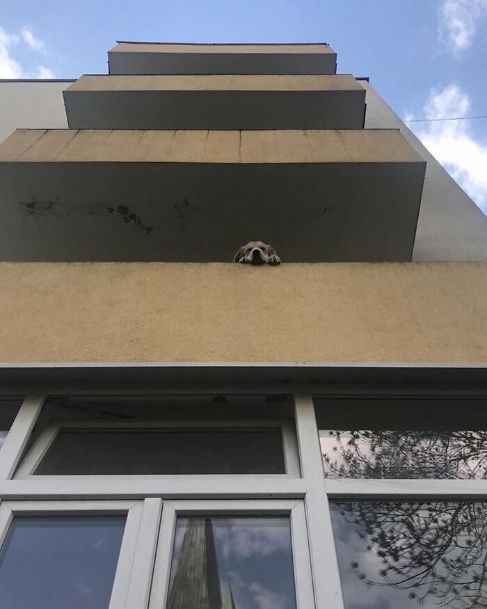 Adorable dog peeking out of a balcony window of a multi-story building against a blue sky background.