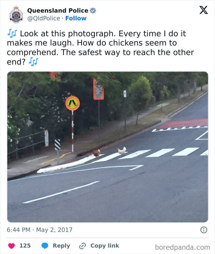 Queensland Police social media post with chickens crossing a street at a pedestrian crossing, highlighting police humor.