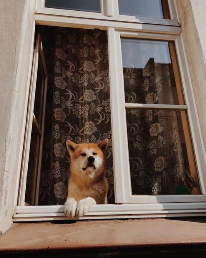 Adorable dog peeking out of a window with floral curtains, showcasing a cute and calm expression on a sunny day.