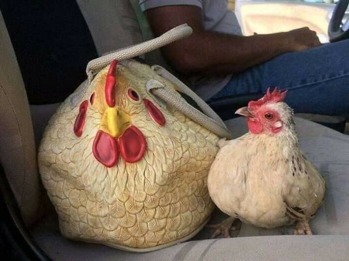 Chicken-shaped bag sitting next to a real chicken on a car seat, capturing a hilarious moment with animals.