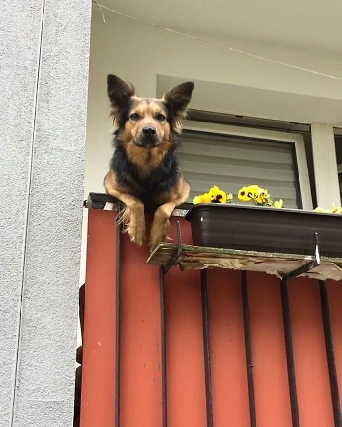 Dog with black and tan fur adorably caught peeking out of a window with flower box on a balcony railing outdoors.