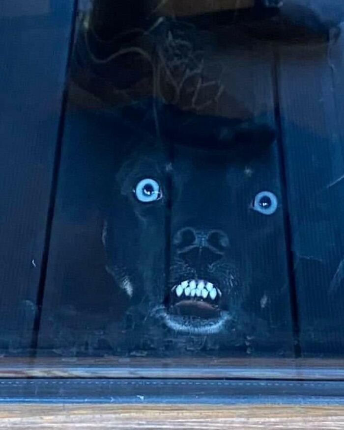 Black dog with blue eyes and visible teeth caught peeking out of window in a dark setting, showcasing adorable dogs by the window.
