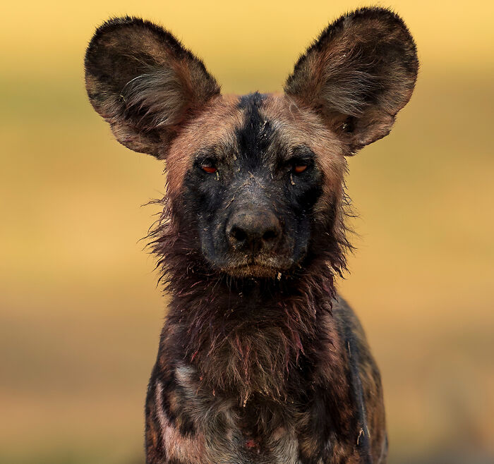 Now Is Not A Good Time From The Series 'African Wild Dog Portraits' By Turgay Uzer