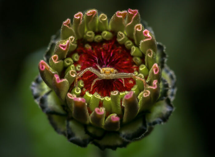 Crab Spider On Her Throne From The Series ' The Small Stuff'' By Marta Fiscus