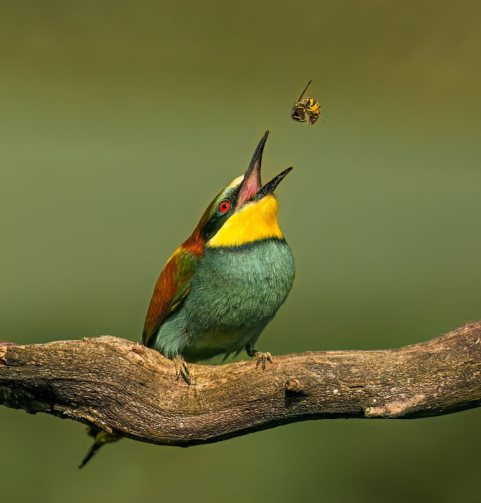 Bee Eater By Conrad Peloquin