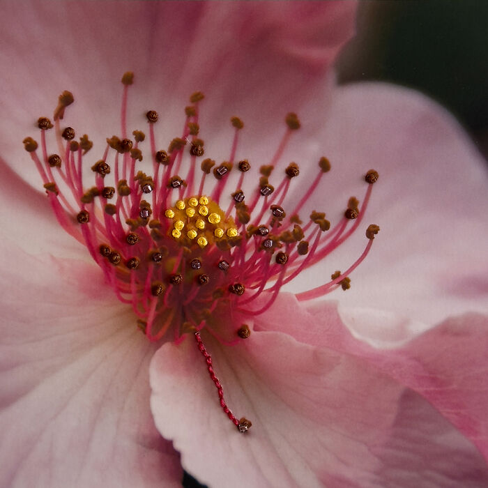 Wild Rose From The Series 'Nature Embroidered: Writing With Light And Thread' By Myrtie Cope