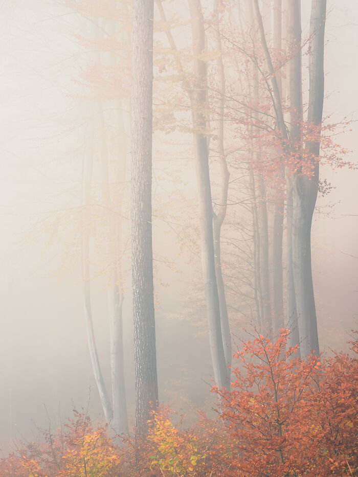 Foggy Forrest From The Series 'Autumn In Austria' By Guenther Reissner