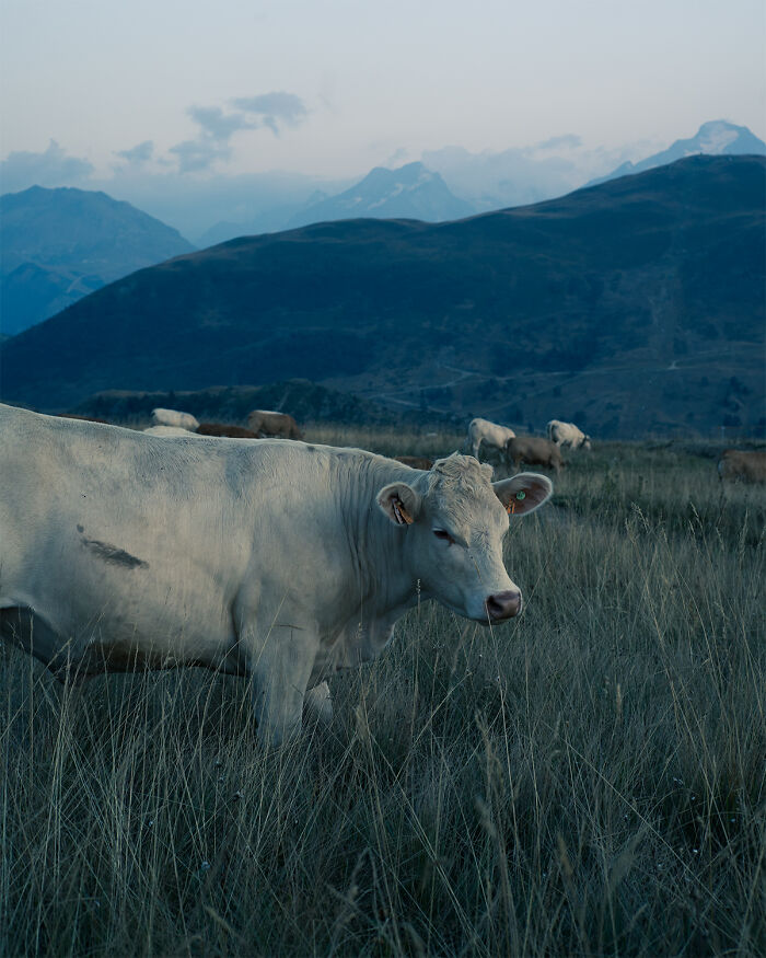 Portrait From The Series 'Natural Self-Disconnection' By Alessandro Natalini