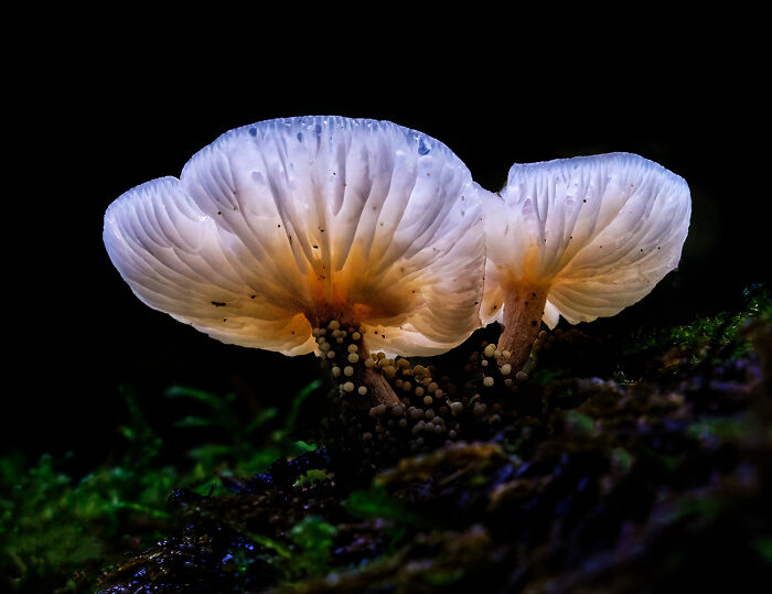 Backlit Mushroom From The Series 'Fungus Among Us' By Don Jacobson