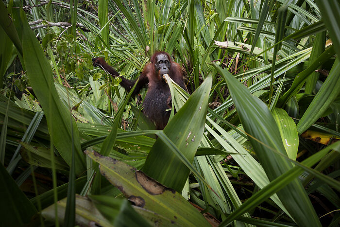 Picnic From The Series 'The Vulnerable Temple Of The Orange Spirit' By Benoit Rondelet