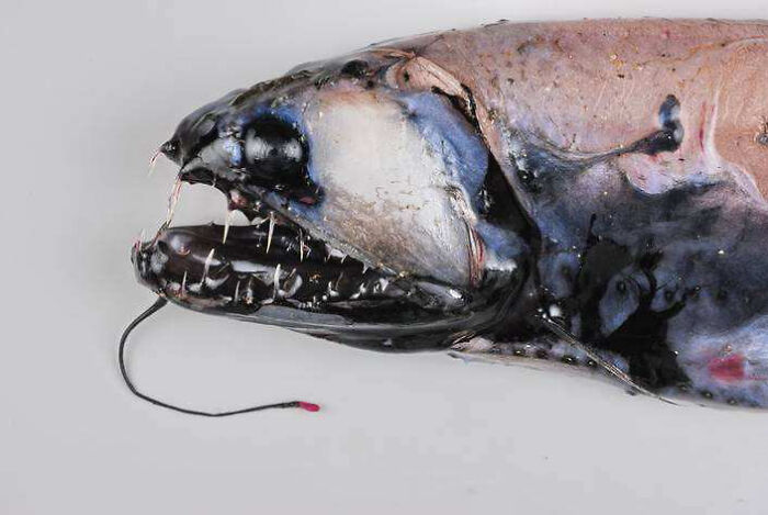 Deep sea fish with sharp teeth and bioluminescent lure, an unexpected ocean creature that might freak you out.
