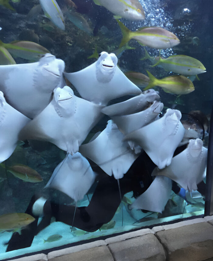 A group of rays with funny faces swimming closely together in an aquarium, creating a confusing and amusing scene.