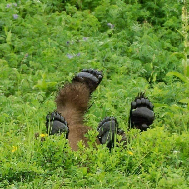 Bear_Feet_InTheWeeds-696a7f56e3cef.jpg