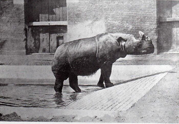 The Northern Sumatran Rhinoceros