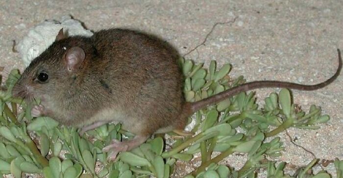 The Bramble Cay Melomys