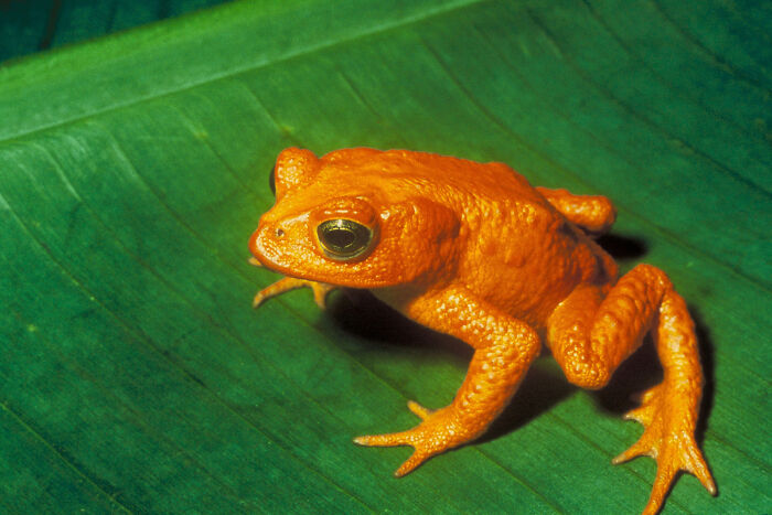 The Golden Toad