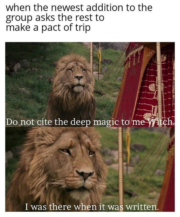 Lion from a movie meme representing group trip planning struggles in hilarious travel memes about expensive actual travel.