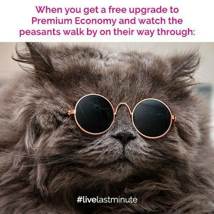 Cat wearing round sunglasses with text about free premium economy upgrade, featured in hilarious travel memes.