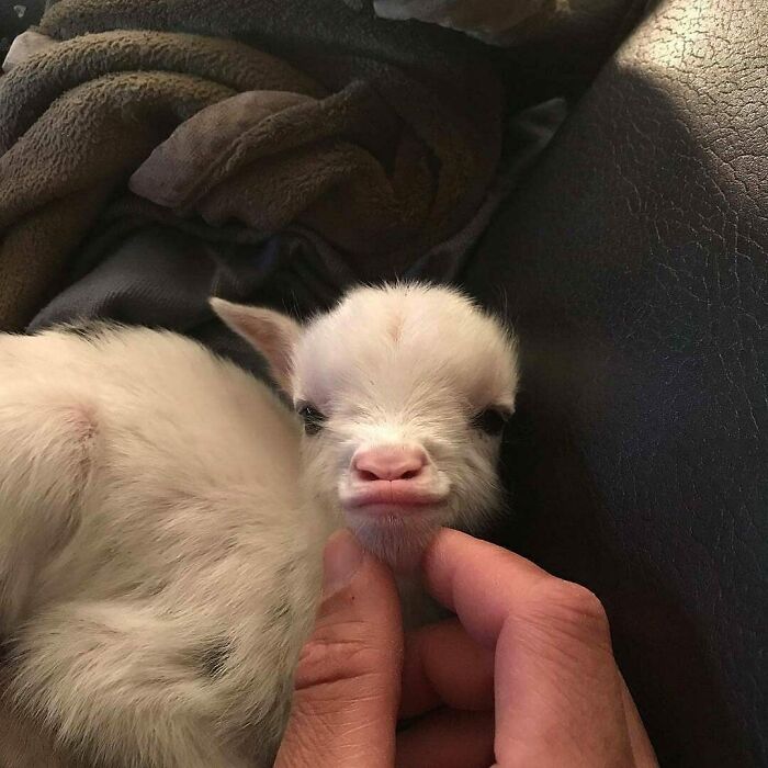 Cute baby goat resting on a blanket while being gently petted, showcasing adorable animals to melt stress and anxiety.