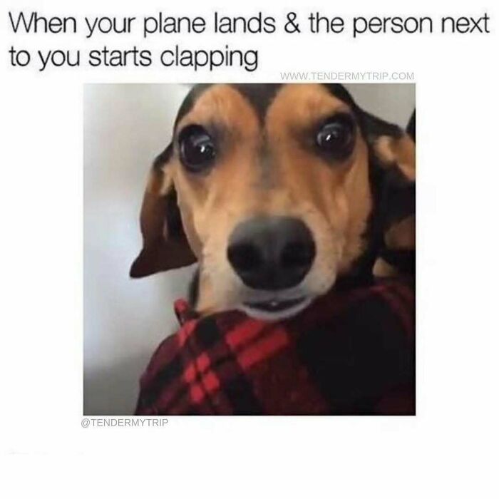 Dog with wide eyes reacting to airplane landing and passenger clapping, a funny travel meme about travel experiences.