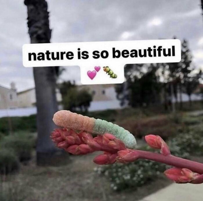 Funny screenshot of a colorful caterpillar on a plant with caption about nature's beauty and emojis.