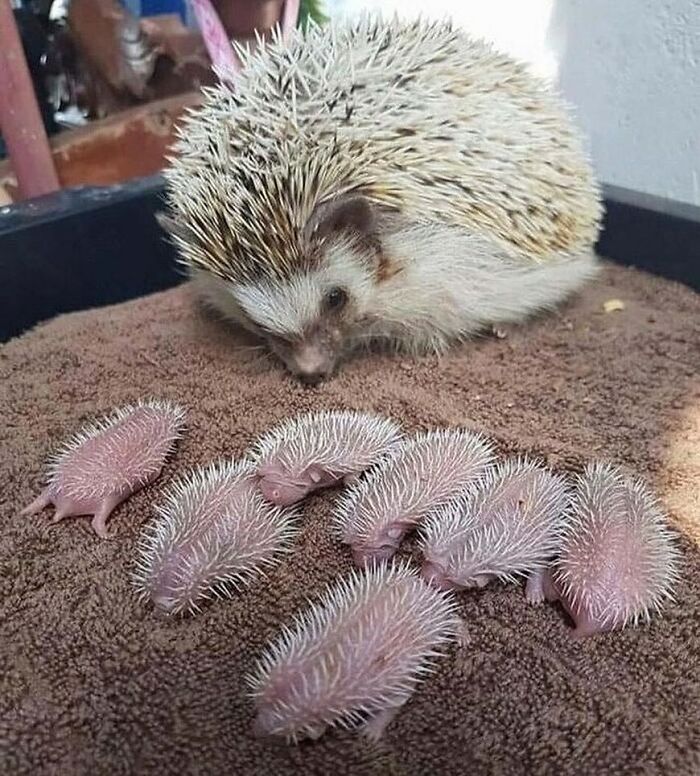 Adult hedgehog with several newborn cute animals resting on a soft brown surface to melt stress and anxiety.