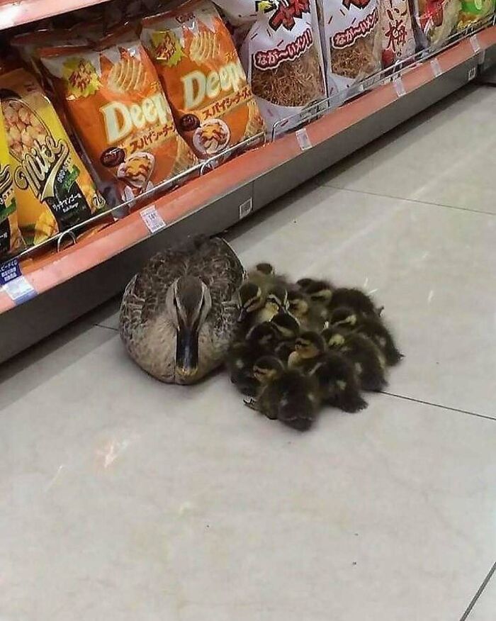 Duck with a group of ducklings resting on a store floor, showcasing cute animals to instantly melt stress and anxiety.
