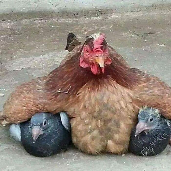 Chicken sheltering two pigeons under its wings, showcasing cute animals that help melt stress and anxiety.