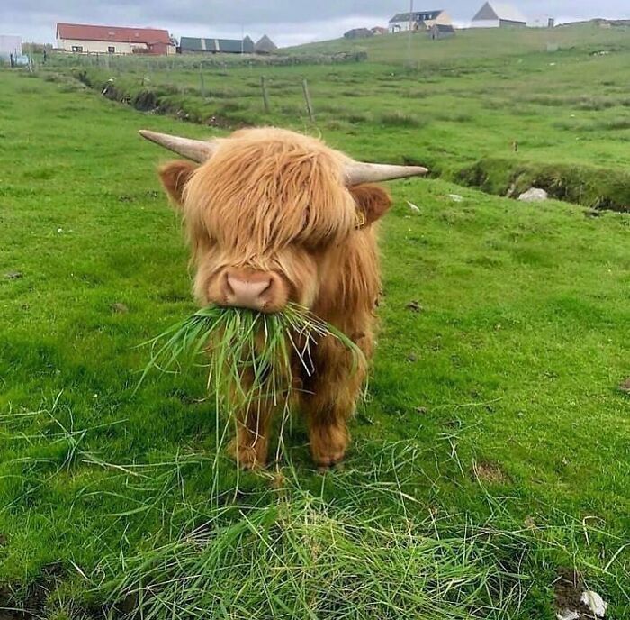 Highland cow with long hair eating grass in a green field, one of the cute animals to melt stress and anxiety.