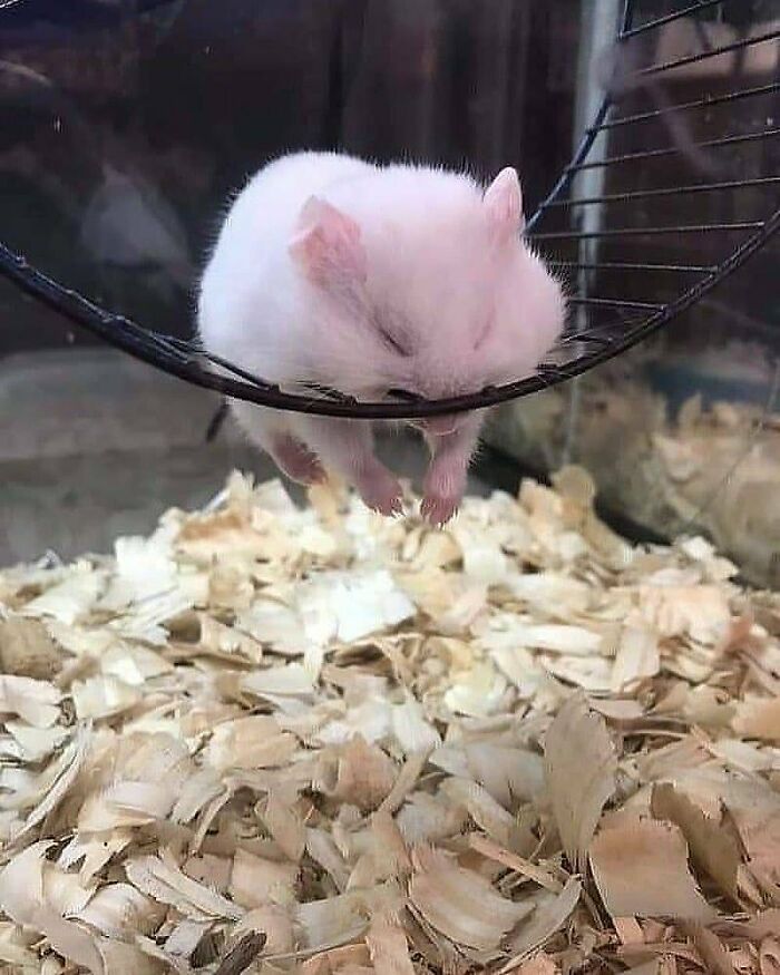 Sleepy white hamster resting on cage wheel above wood shavings, showcasing cute animals to melt stress and anxiety.