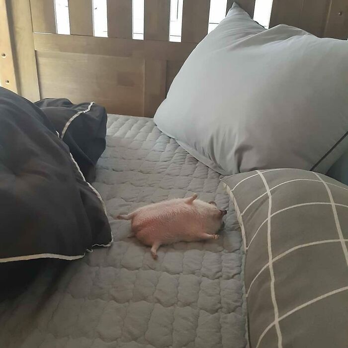 Tiny cute animal lying on a bed between pillows, showing adorable and calming moment to melt stress and anxiety.