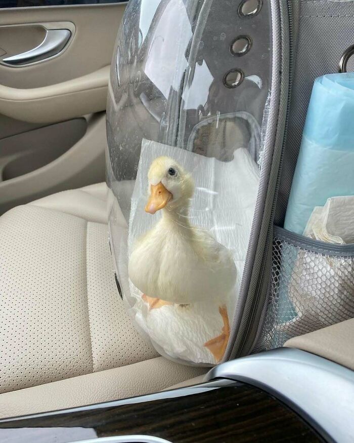 Cute duckling inside a transparent pet carrier sitting on a car seat, showcasing adorable animals to melt stress and anxiety.
