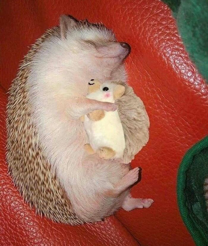 Cute hedgehog sleeping on a red surface hugging a small plush toy, perfect for cute animals and stress relief content.