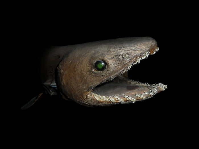 Deep sea shark with sharp teeth and green eye captured in an unexpected ocean photo against a black background.