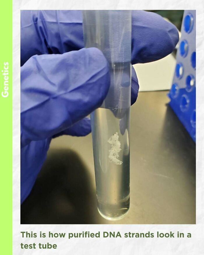 Gloved hand holding a test tube with purified DNA strands, a fascinating and unnerving medical pic of genetics.