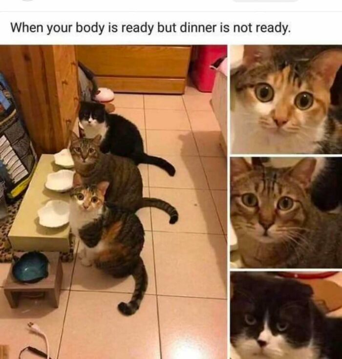 Three cats waiting by empty bowls with expressions showing impatience, a humorous cat meme about dinner delay.