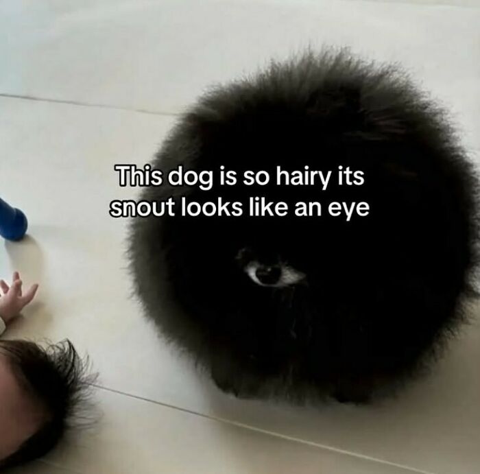 A funny screenshot showing a very hairy dog whose snout looks like a single eye due to its fur.