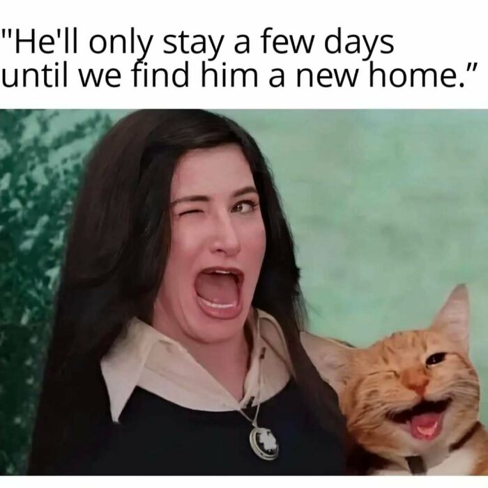 Woman and cat both winking with open mouths, paired with a humorous cat meme about finding a new home.