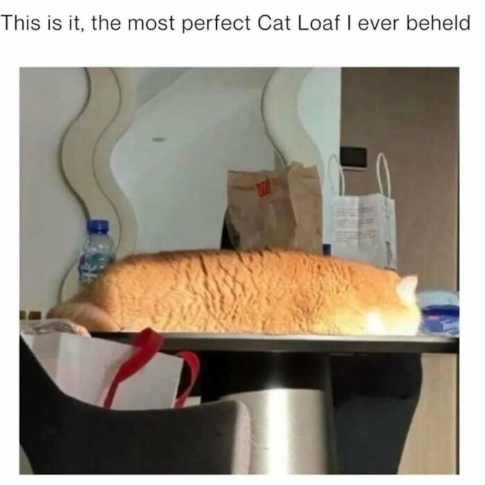 Orange cat loaf lying flat on a table in sunlight, a perfect example for cat memes lovers to enjoy.