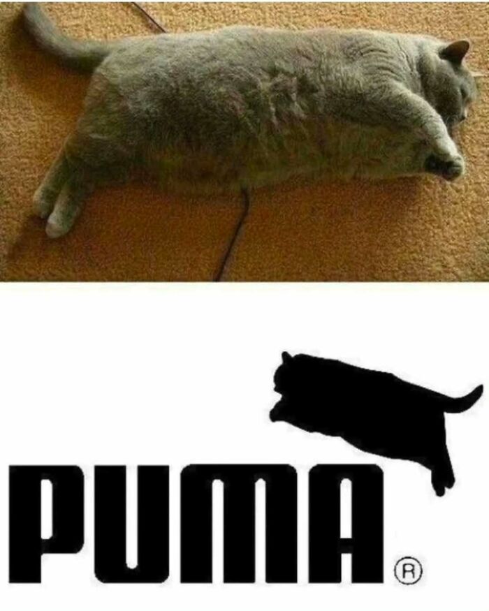 Chubby cat lying on carpet with humorous cat silhouette logo parodying Puma brand, perfect for cat memes lovers.