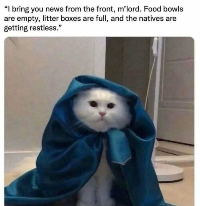White cat wrapped in a blue blanket with a caption about food bowls and litter boxes in a cat memes post.