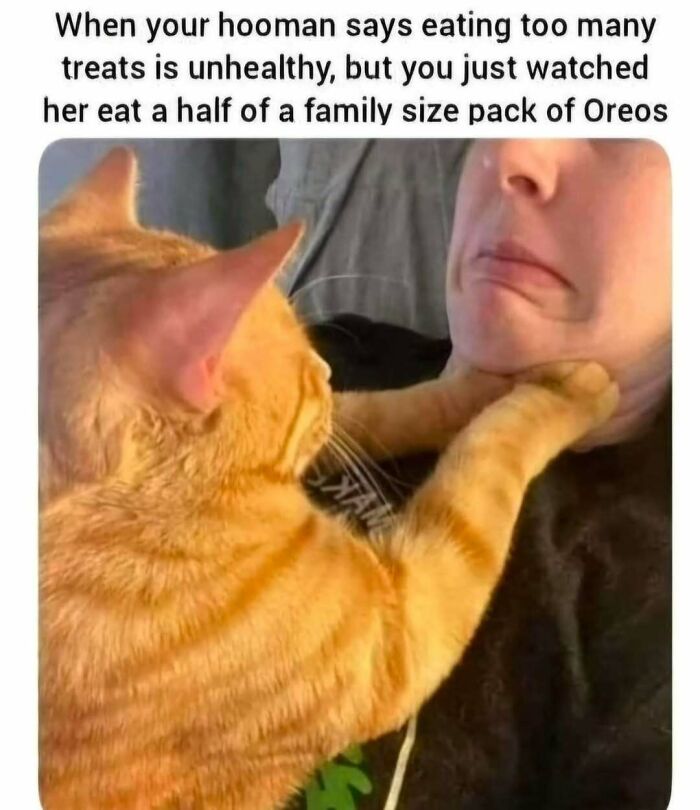 Orange tabby cat with paws on person's neck, expressing disbelief, perfect for cat memes lovers and funny posts.