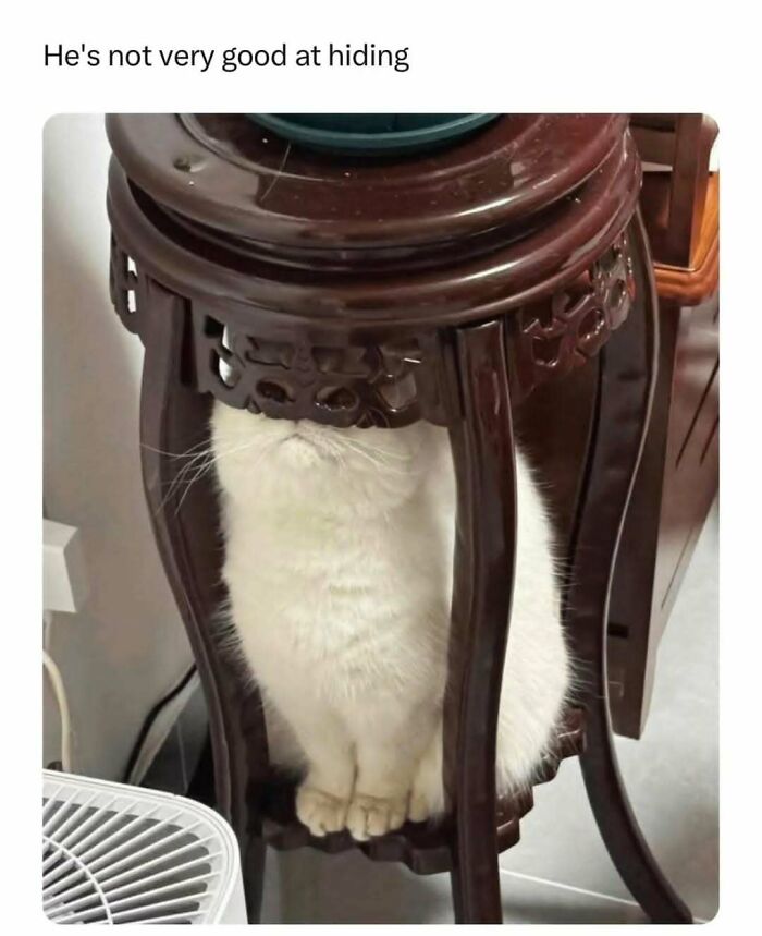 White cat hiding poorly under dark wooden table leg, a humorous moment for cat memes lovers and followers.