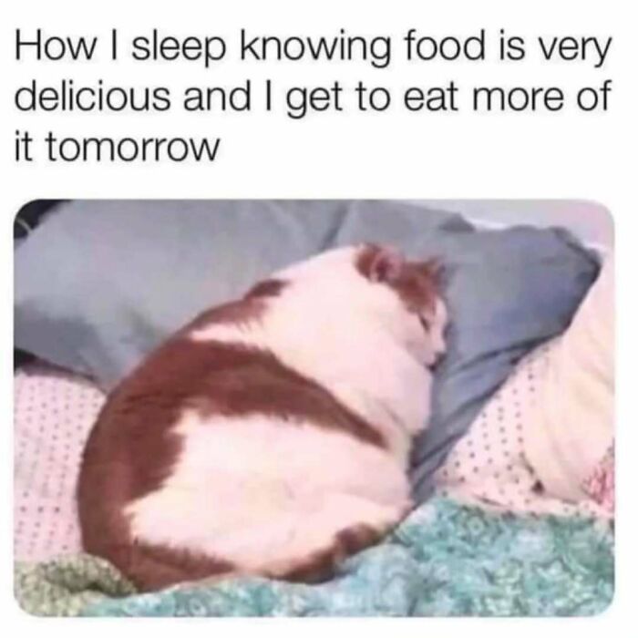 Chubby cat sleeping peacefully on a bed, capturing the humor and charm of popular cat memes online.