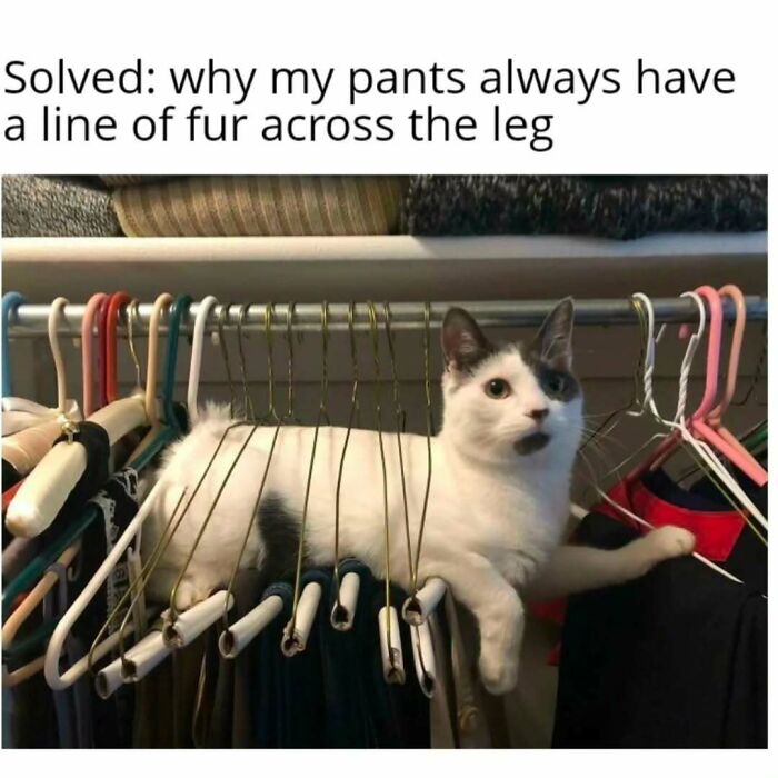 Cat lounging on clothes hangers in a closet, a funny moment perfect for fans of cat memes and humorous posts.