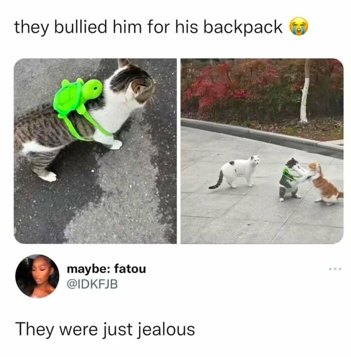 Cat memes showing a cat with a turtle backpack being bullied by other cats in a humorous outdoor scene.